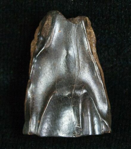 Large Triceratops Shed Tooth - #5693